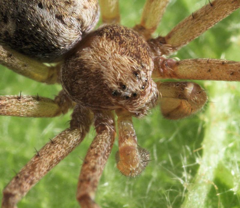 Philodromus_aureolus_D8177_Z_85_Bij afgraving_Nederland.jpg